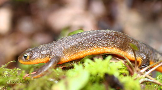 Rough-skinned Newt svg #10, Download drawings