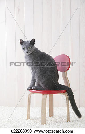 Russian Blue clipart #5, Download drawings
