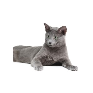 Russian Blue clipart #19, Download drawings