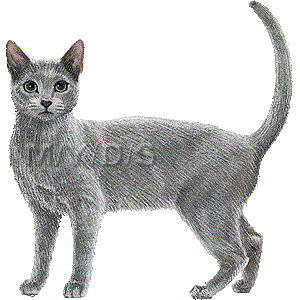 Russian Blue clipart #6, Download drawings