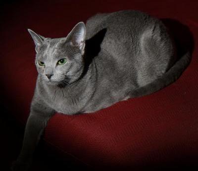 Russian Blue coloring #1, Download drawings