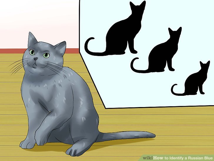 Russian Blue coloring #9, Download drawings