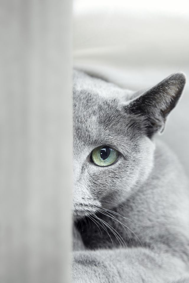 Russian Blue coloring #13, Download drawings