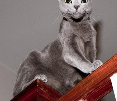 Russian Blue coloring #14, Download drawings