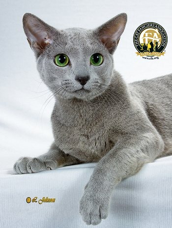 Russian Blue coloring #3, Download drawings