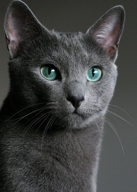 Russian Blue coloring #15, Download drawings