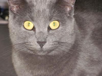 Russian Blue coloring #5, Download drawings
