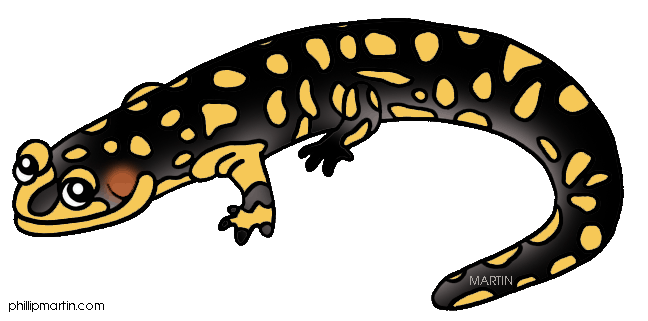 Salamander clipart #18, Download drawings