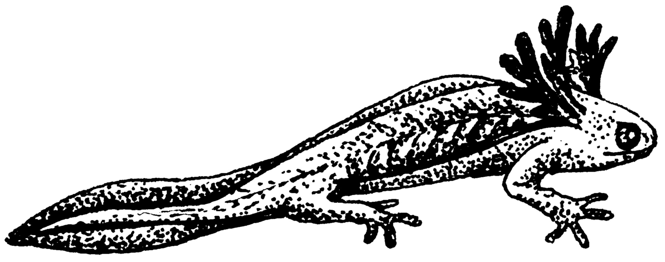 Salamander clipart #7, Download drawings