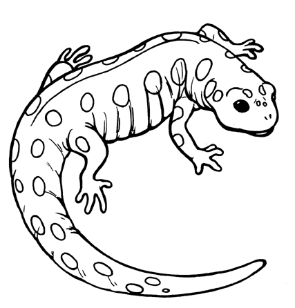 Salamander coloring #7, Download drawings