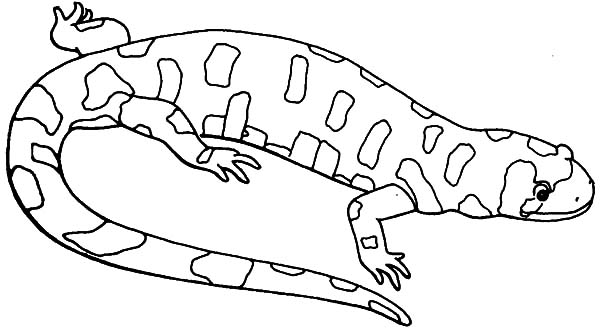 Salamander coloring #9, Download drawings