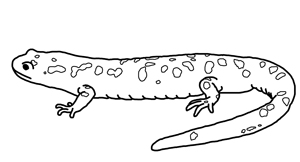 Salamander coloring #8, Download drawings