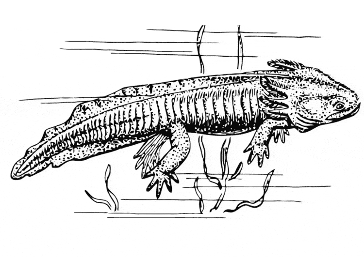 Salamander coloring #3, Download drawings
