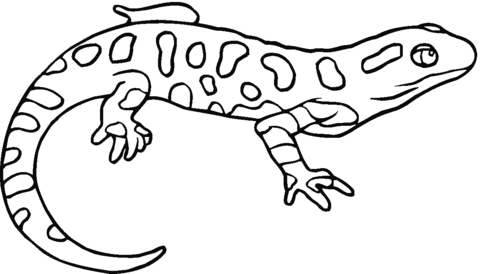Salamander coloring #16, Download drawings