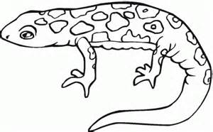 Salamander coloring #20, Download drawings