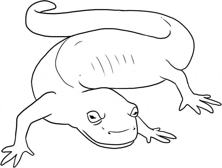 Salamander coloring #12, Download drawings