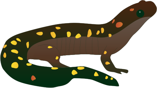 Salamander svg #2, Download drawings