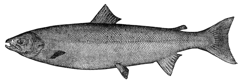 Salmon clipart #3, Download drawings