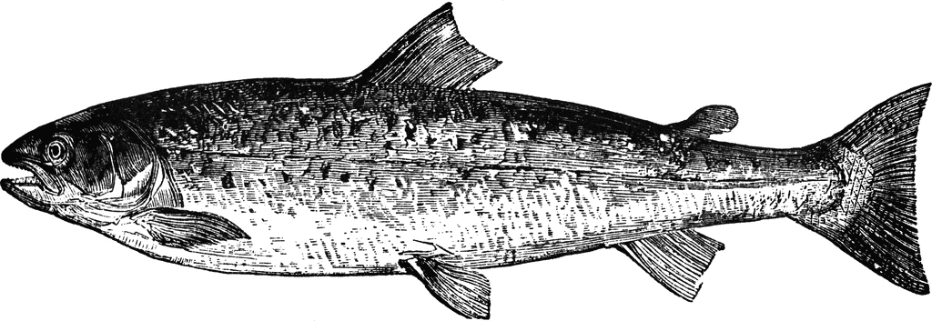 Salmon clipart #8, Download drawings