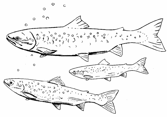 Salmon coloring #16, Download drawings