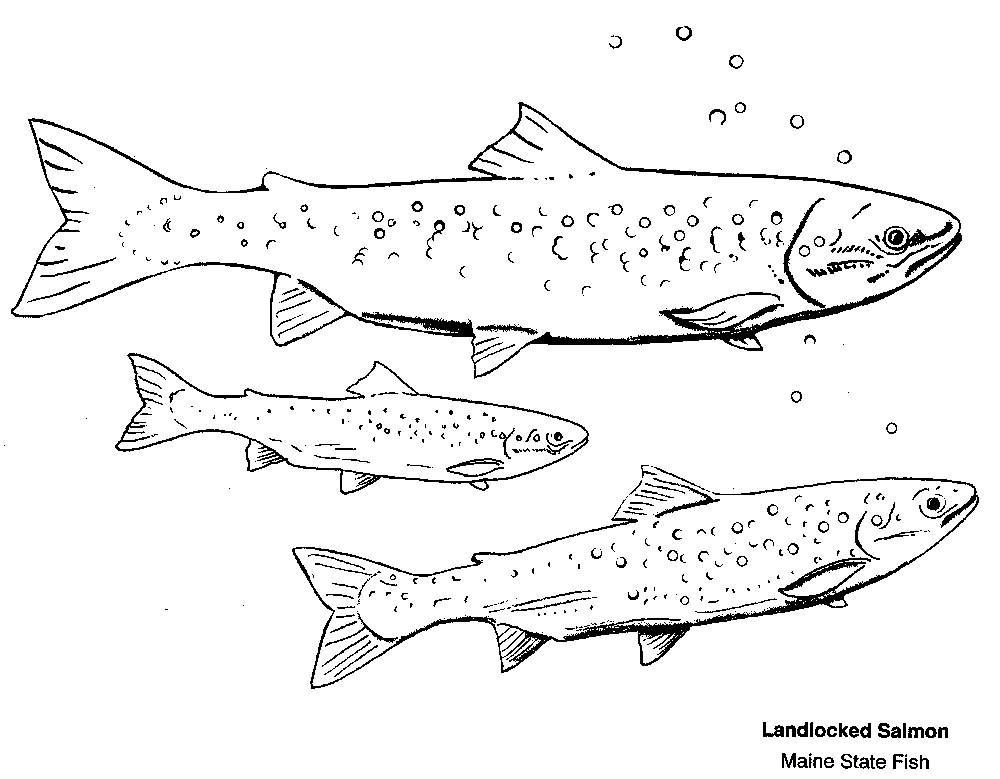 Salmon coloring #13, Download drawings