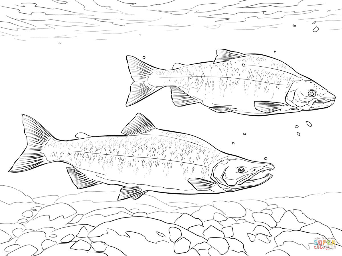 Salmon coloring #5, Download drawings