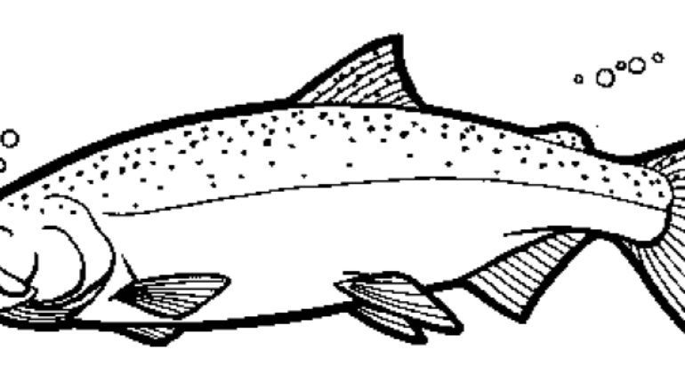 Salmon coloring #4, Download drawings