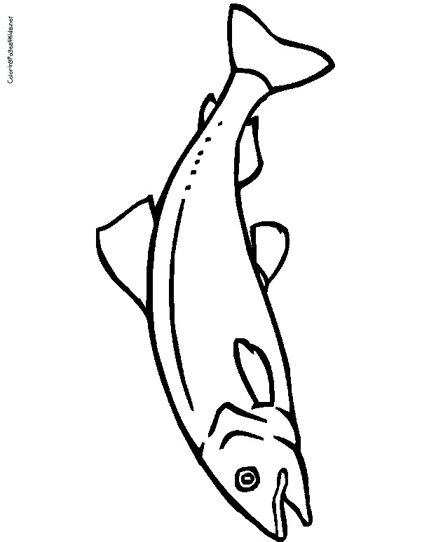Salmon coloring #2, Download drawings