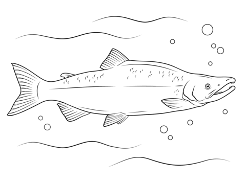 Salmon coloring #17, Download drawings