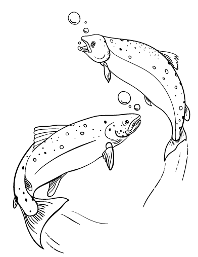 Salmon coloring #14, Download drawings
