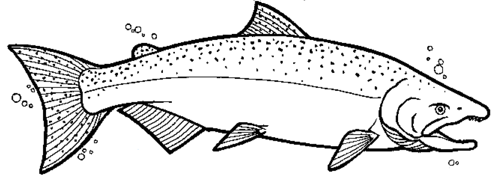 Salmon coloring #10, Download drawings