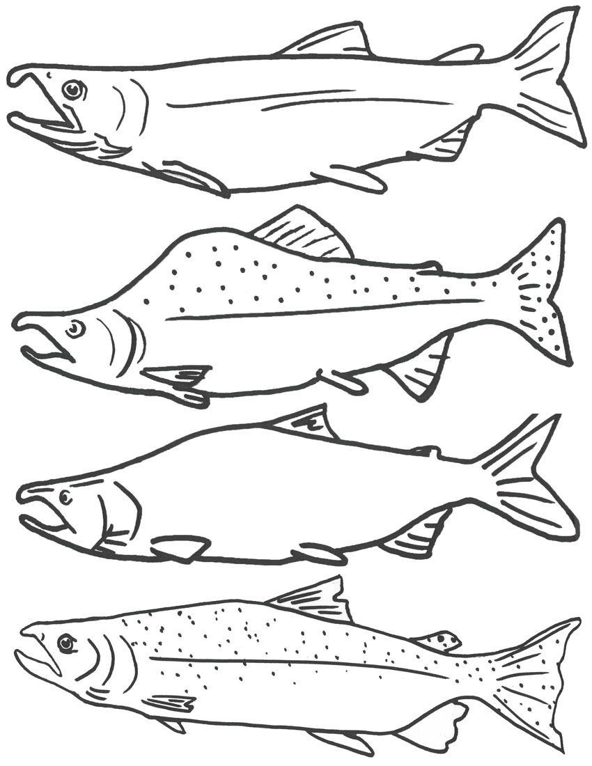Salmon coloring #6, Download drawings