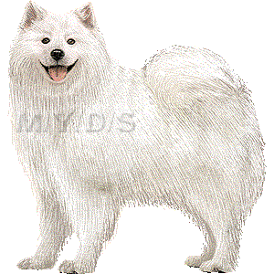 Samoyed clipart #2, Download drawings