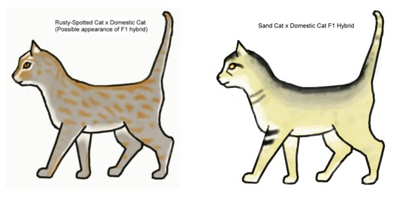 Sand Cat coloring #6, Download drawings