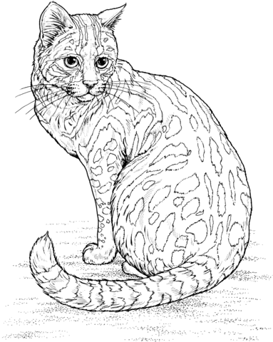 Sand Cat coloring #16, Download drawings
