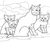 Sand Cat coloring #3, Download drawings