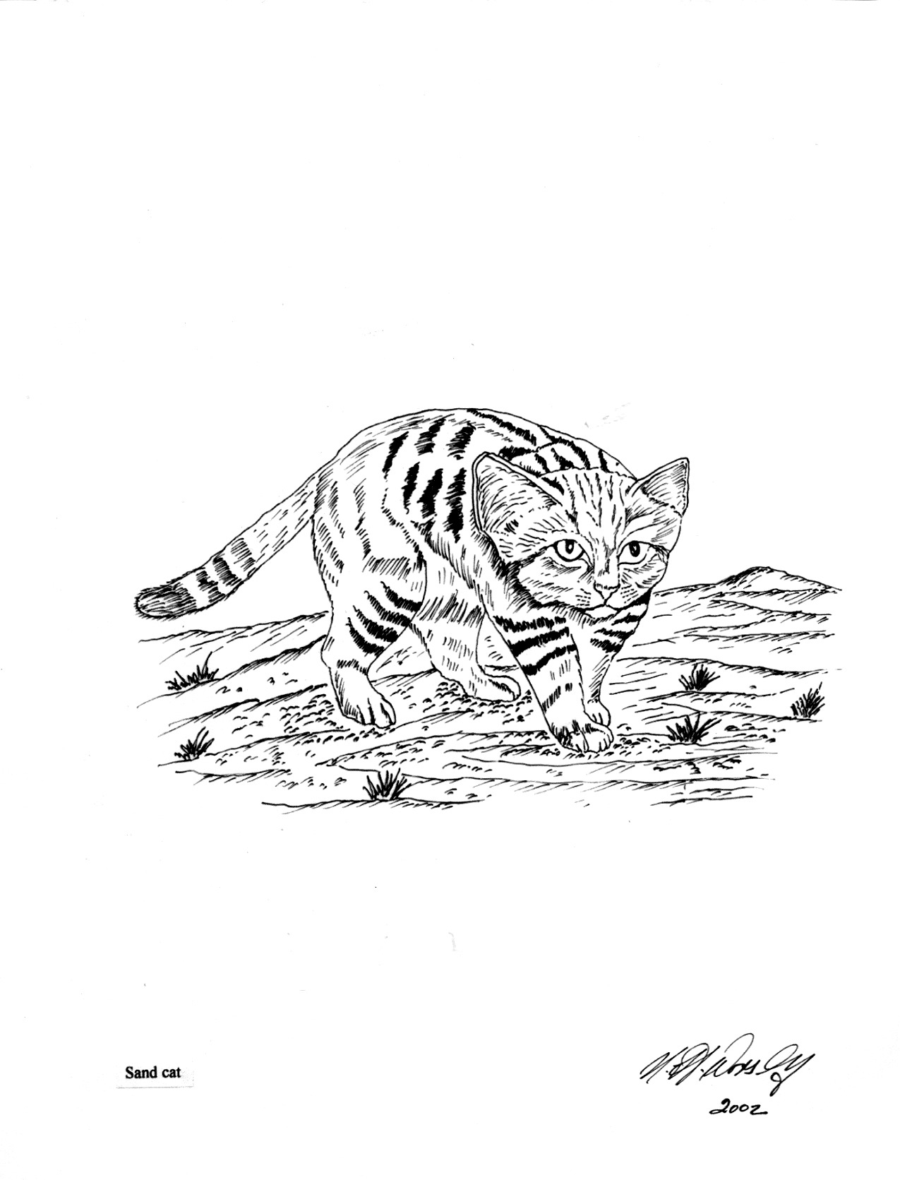 Sand Cat coloring #5, Download drawings