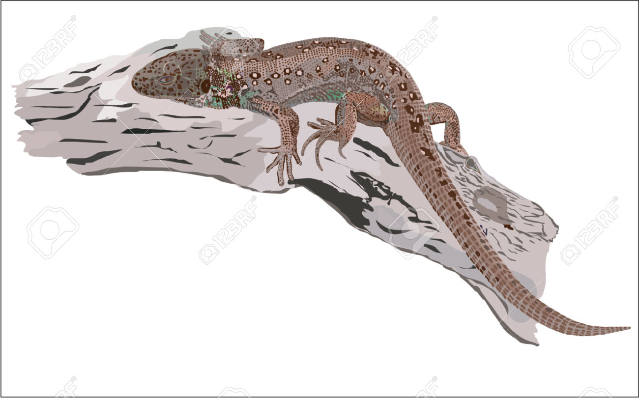 Sand Lizard clipart #3, Download drawings