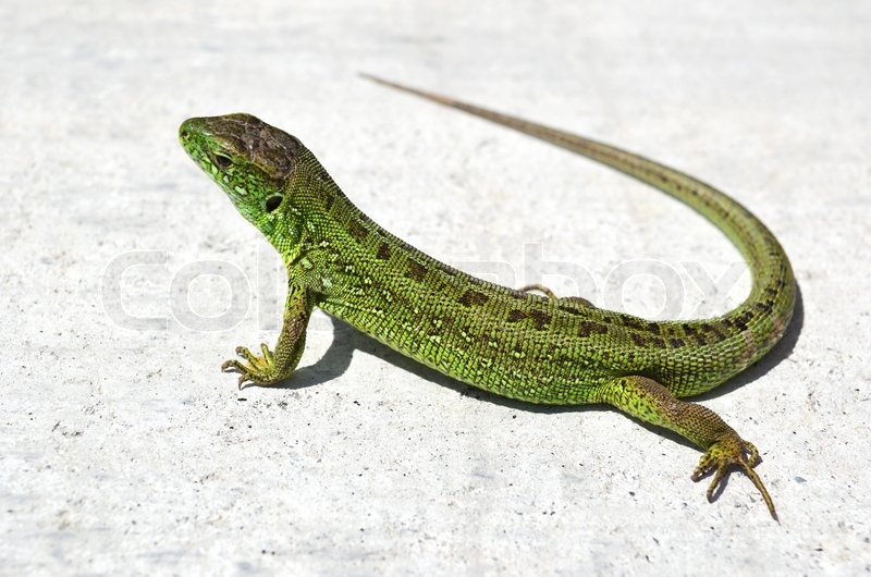 Sand Lizard clipart #18, Download drawings