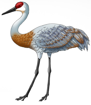 Siberian Crane coloring #11, Download drawings