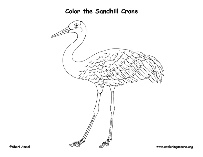 Sandhill Crane coloring #3, Download drawings