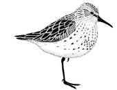 Spotted Sandpiper clipart #18, Download drawings