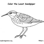 Sandpiper coloring #9, Download drawings