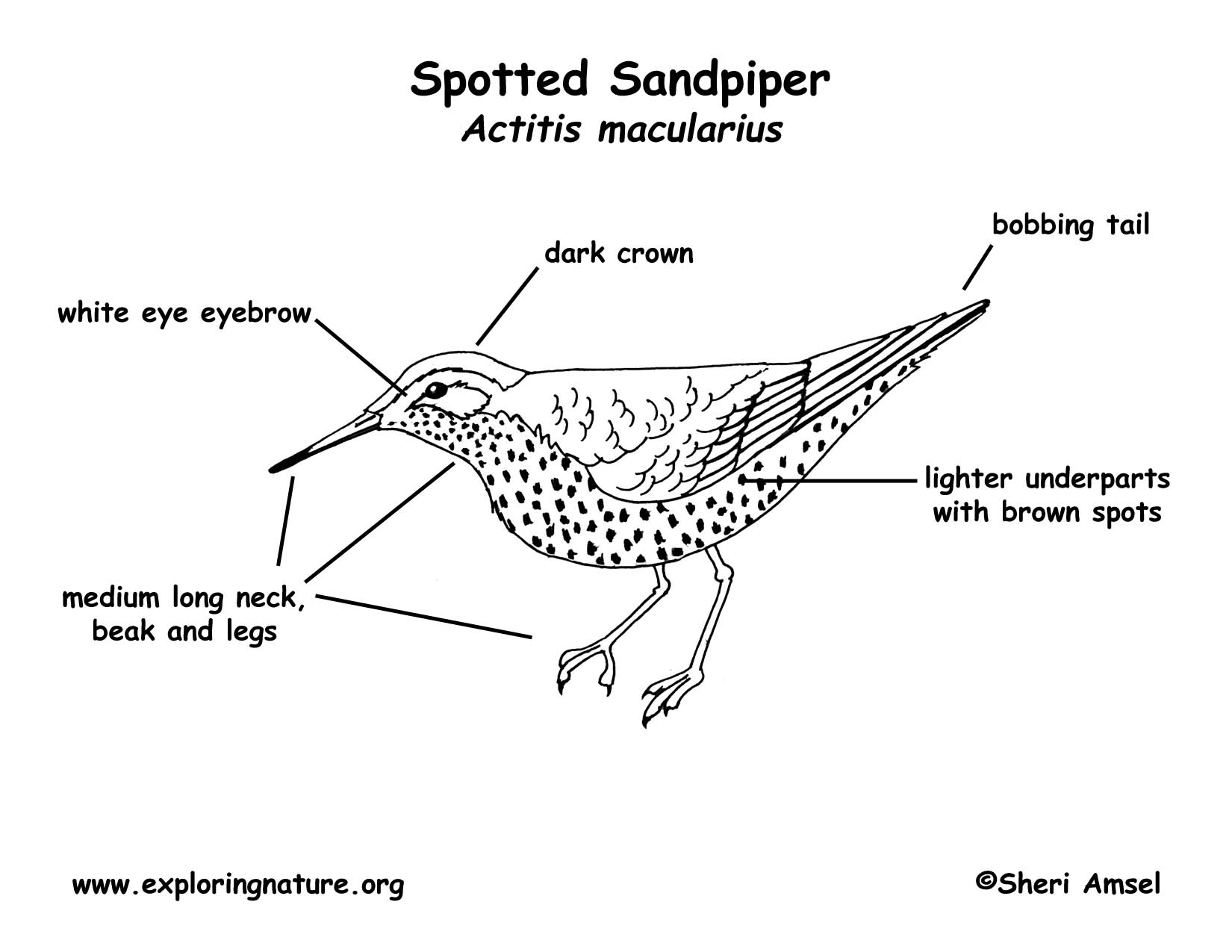 Spotted Sandpiper coloring #3, Download drawings