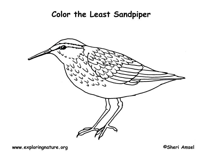 Sandpiper coloring #1, Download drawings