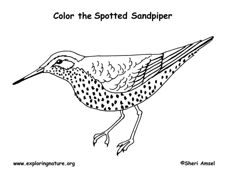 Spotted Sandpiper coloring #2, Download drawings