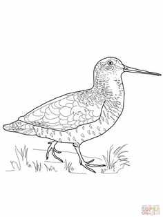 Spotted Sandpiper coloring #4, Download drawings