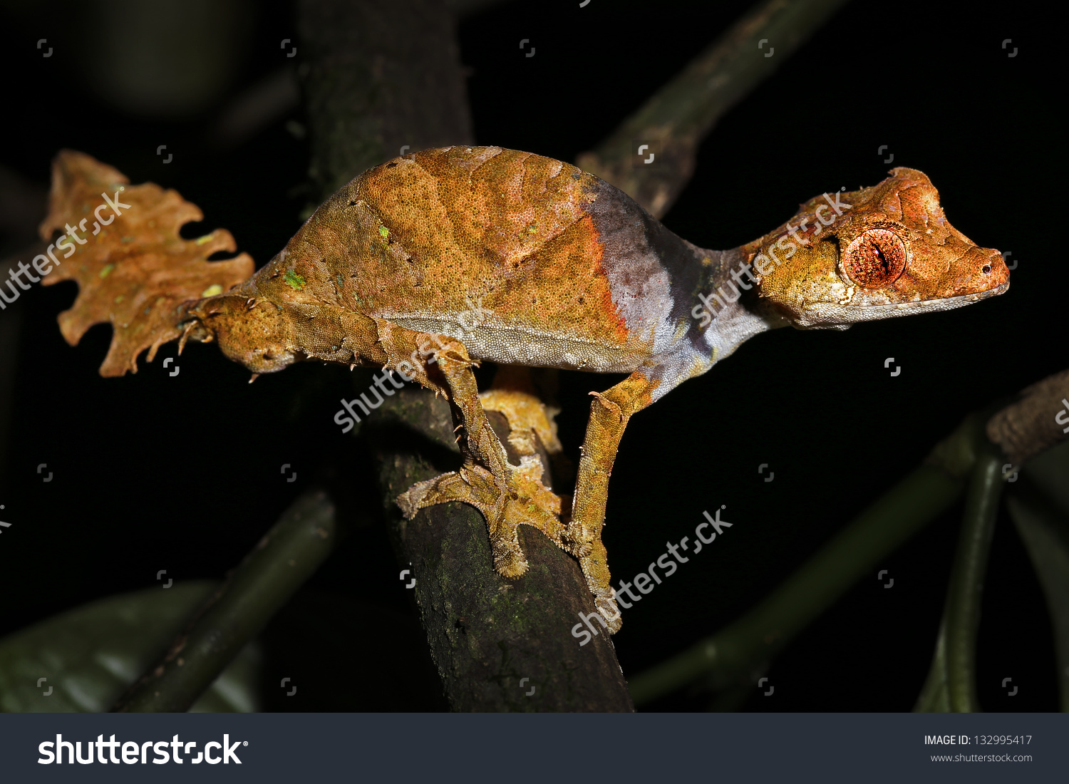 Satanic Leaf-tailed Gecko clipart #3, Download drawings