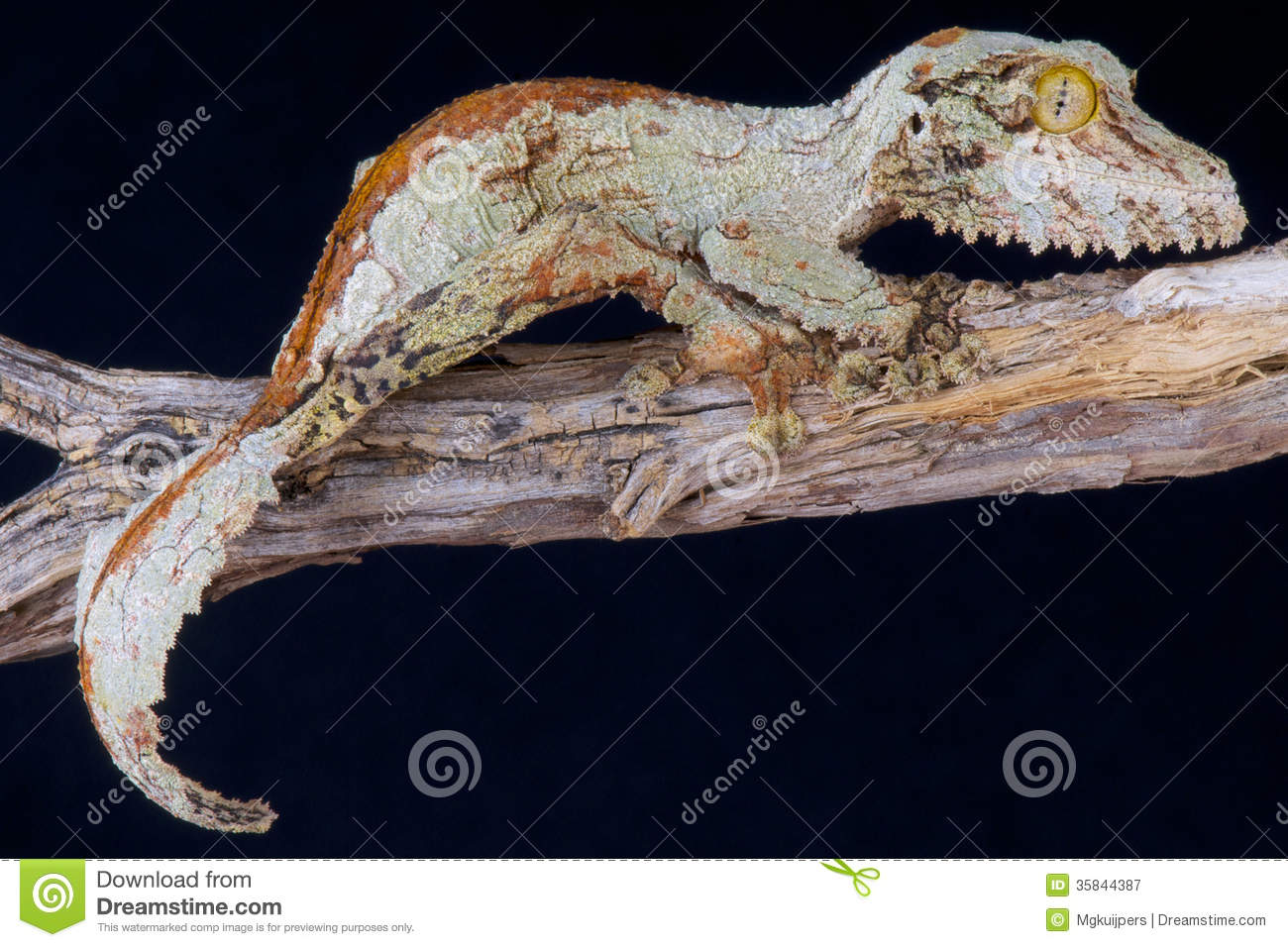 Satanic Leaf-tailed Gecko clipart #9, Download drawings