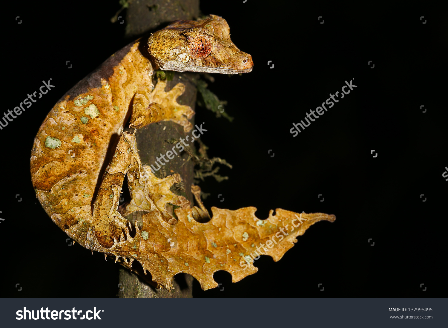 Satanic Leaf-tailed Gecko clipart #11, Download drawings